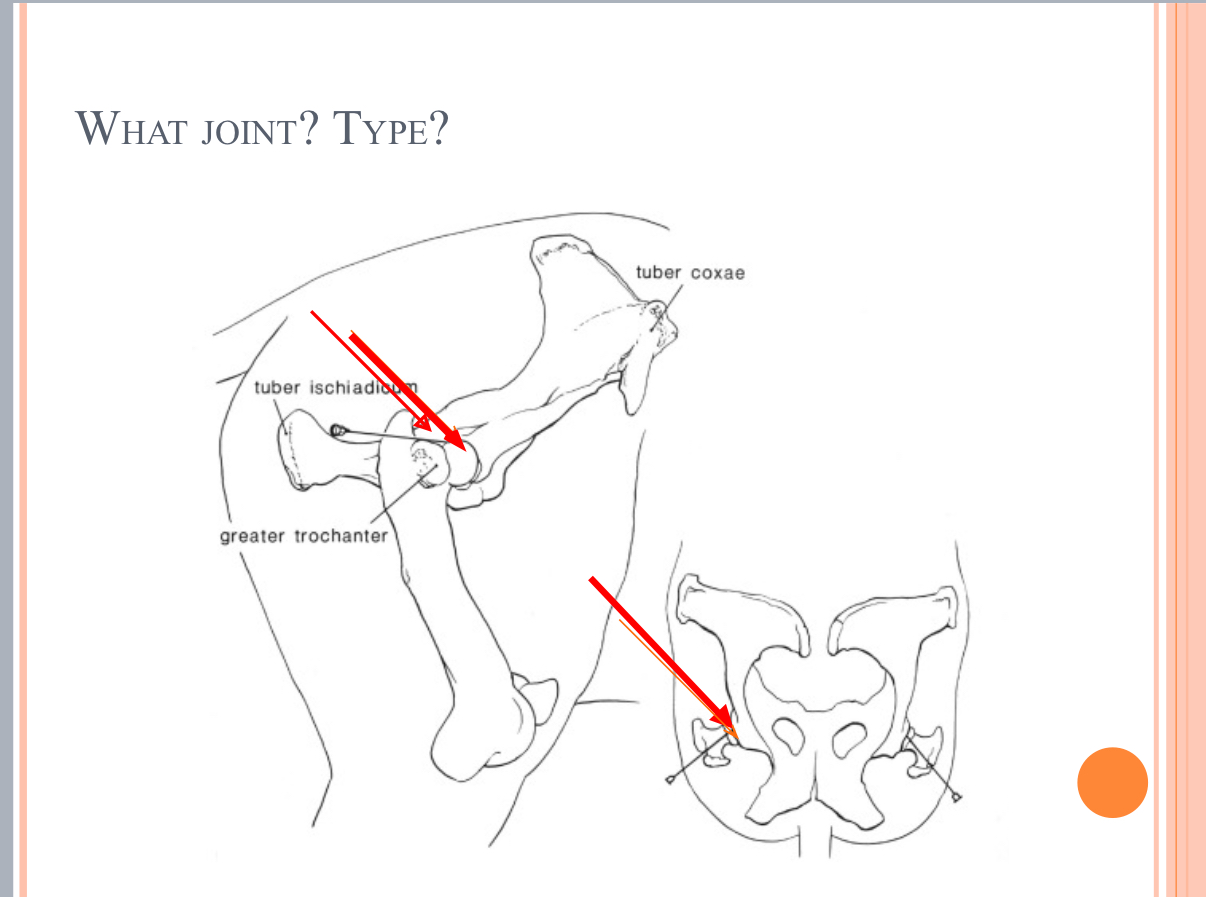 <p>What Type of Joint?</p>