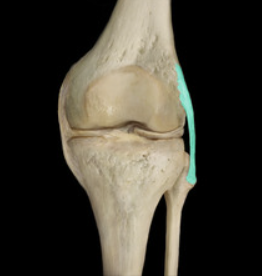 <p>LCL (posterior view)</p>