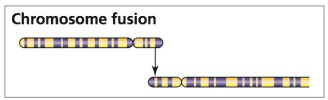 <p>chromosomes are fused</p>