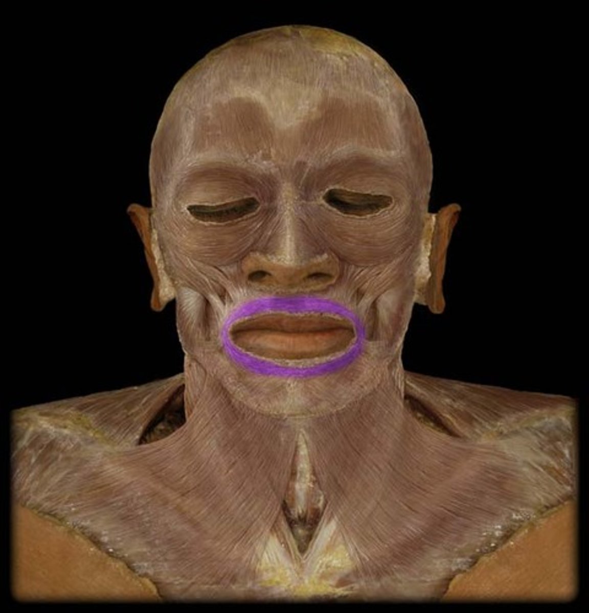 <p>muscles of the lips</p>