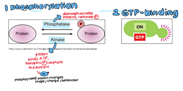 <ol><li><p>proteins that influence <strong>phosphorylation </strong>status</p><ul><li><p>kinase → PHOSPHORYLATES</p></li><li><p>phosphatase → DEPHOSPHORYLATES</p></li></ul></li><li><p>GTP-binding proteins</p></li></ol>