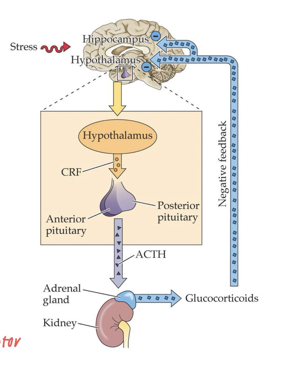 <ul><li><p>shrinkage of hippocampus</p><ul><li><p>smaller hypothalamus → less glucocorticoid receptor → less efficient at negative feedback of hippocampus → more stress</p></li></ul></li><li><p>over-activation of amygdala</p></li><li><p>decreased activation on prefrontal cortex</p></li></ul><p></p>