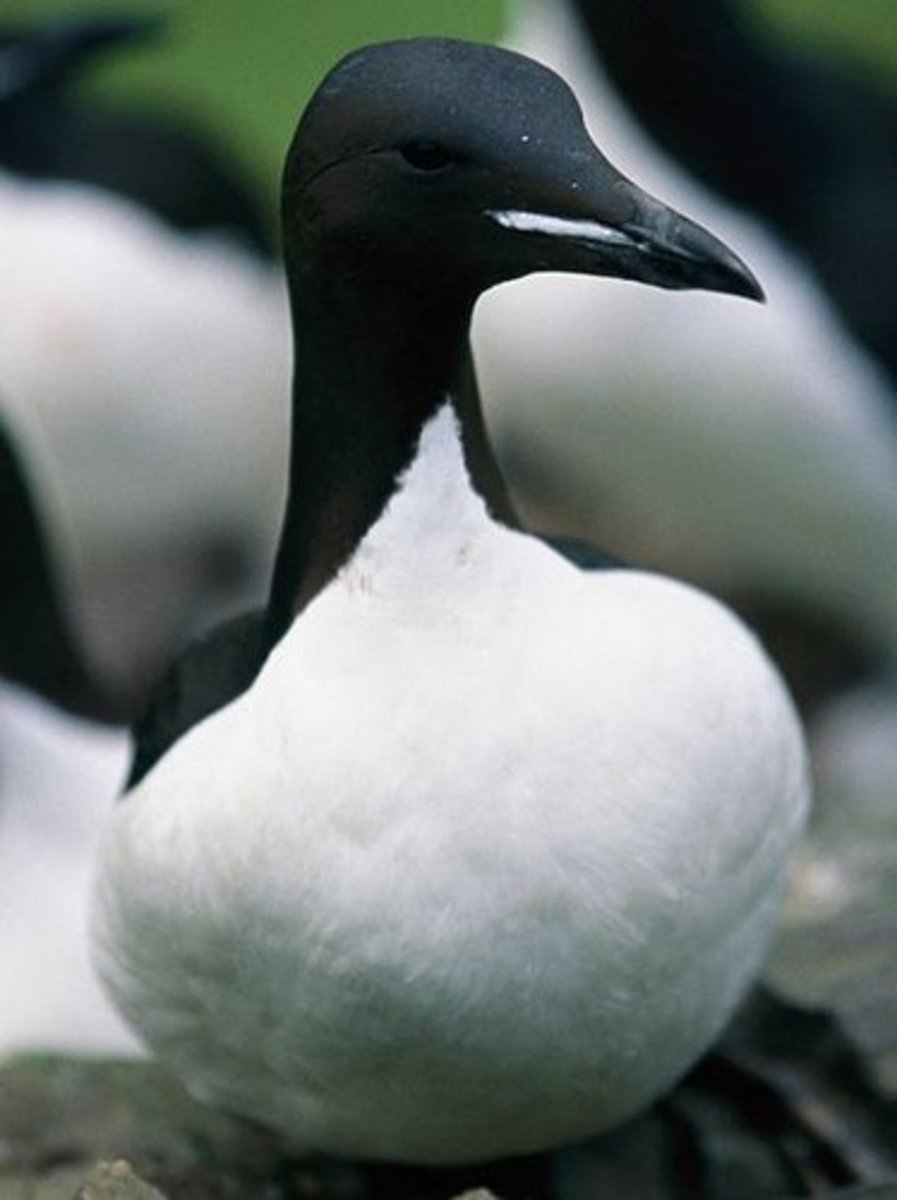 <p>Direct counts at breeding colonies, such as photography of seabirds.</p>