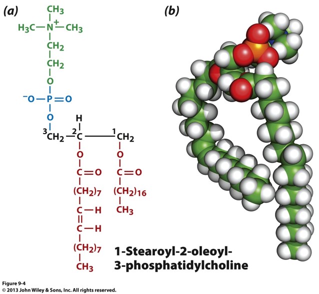 <p>3 carbon backbone with 2 FA chains attached to carbons 1 and 2. Carbon 3 has a phosphate and functional group (VERY COMMON IN MEMBRANE) 1 HEAD 2 TAIL</p>