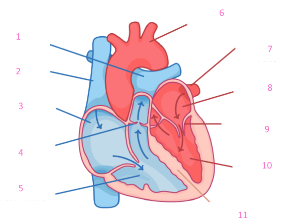 <p>can you label this heart? </p>