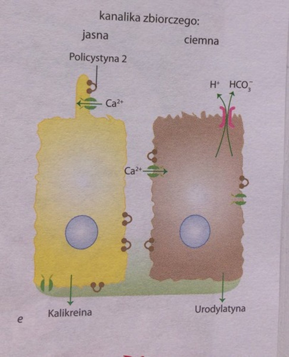 <p>kanaliki zbiorcze są wysłane nabłonkiem jednowarstwowym sześciennym, a przewody brodawkowe - nabłonkiem jednowarstwowym walcowatym.</p><p>Nabłonek kanalików zbiorczych promieni rdzenia składa się z komórek jasnych i ciemnych. </p><p>Komórki jasne mają na swojej wolnej powierzchni rzęskę - mechanoreceptor wrażliwy na przepływ płynu i skład. W błonie rzęski znajdują się kompleksy białkowe - policystyna 1 (łączy komórki) i policystyna 2 (jest kanałem dla Ca2+). </p><p>Brak tych kompleksów prowadzi do powstania z kanalików zbiorczych mnogich cyst nerki. </p><p>Komórki jasne transportują Na+, K+, wodę do cytoplazmy. Wydzielają kalikreinę - przekształca prekursor urodylatyny w aktywny hormon. </p><p>Komórki ciemne mają na wolnej powierzchni mikrokosmki, w cytoplazmie liczne mitochondria. W błonie ich bocznej powierzchni znajduje się poliksyna 1 i 2, które pompują na zewnątrz H+ lub HCO3-. Otrzymują w ten sposób równowagę kwasowo-zasadową ustroju. Wytwarzają prekursor urodylatyny, która zwiększa wydalanie Na+ i wody z moczem. </p><p>Z kanalików zbiorczych woda przepływa do hipertonicznego zrębu. Izotoniczna krew płynąca przez naczynia proste absorbuje jony i staje się hipertoniczna. Krew hipotoniczna przyjmuje wodę i staje się izotoniczna - wymieniacz przeciwprądowy. </p><p>Na skutek wymieniacza przeciwprądowego woda opuszcza kanaliki zbiorcze, co zagęszcza mocz.</p><p>Nabłonek górnej cz. kanalika zbiorczego jest nieprzepuszczalny dla mocznika. Nabłonek dolnego odcinka jest przepuszczalny dla mocznika, przepływa on do istoty międzykomórkowej dolnego rdzenia, zwiększając jego hipertonię. </p>