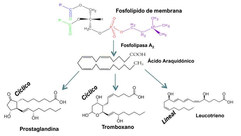 <ul><li><p>Prostaglandina - ciclico</p></li><li><p>Tromboxano - ciclico</p></li><li><p>Leucotrieno - lineal</p></li></ul><p></p>