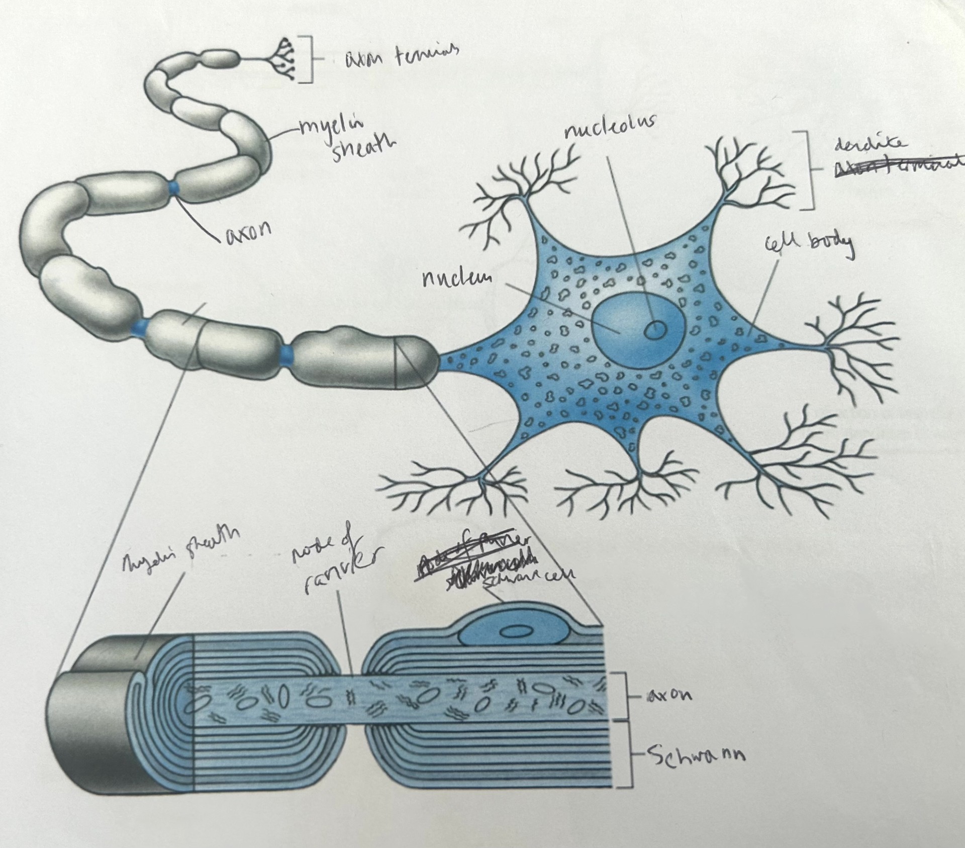 <p>what does this image show</p>