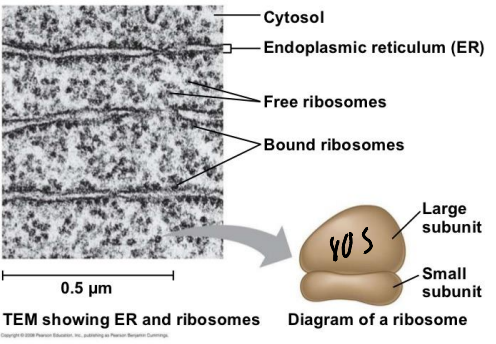 <p>The 80S Ribosome</p>