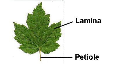 leaf morphology