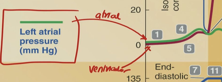 <p>Why is the ventricular pressure lower than atrial?</p>