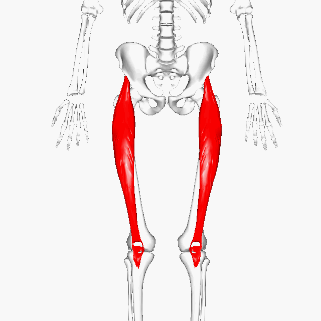 <p>Middle quad; </p><p>straight muscle </p><p>'Rectus = straight'</p>