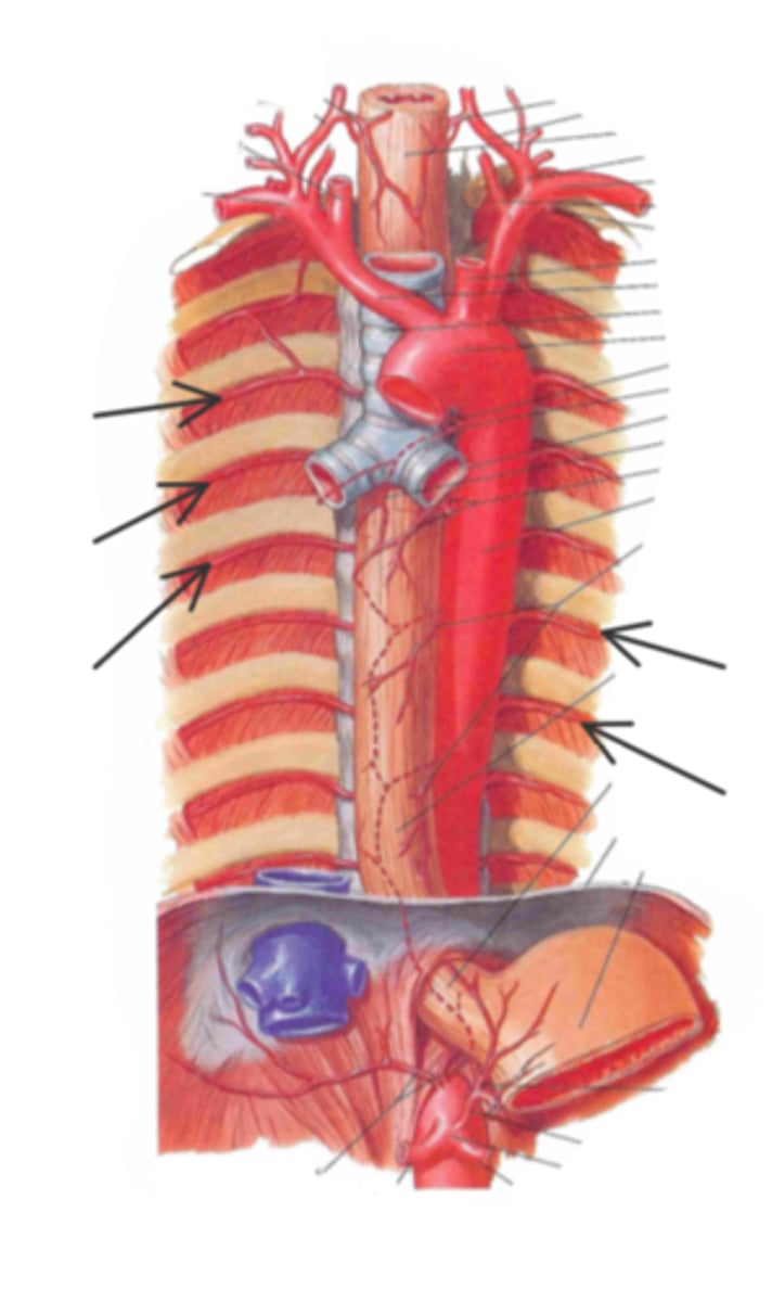 <p>identify the structure(s) indicated by the arrow</p>