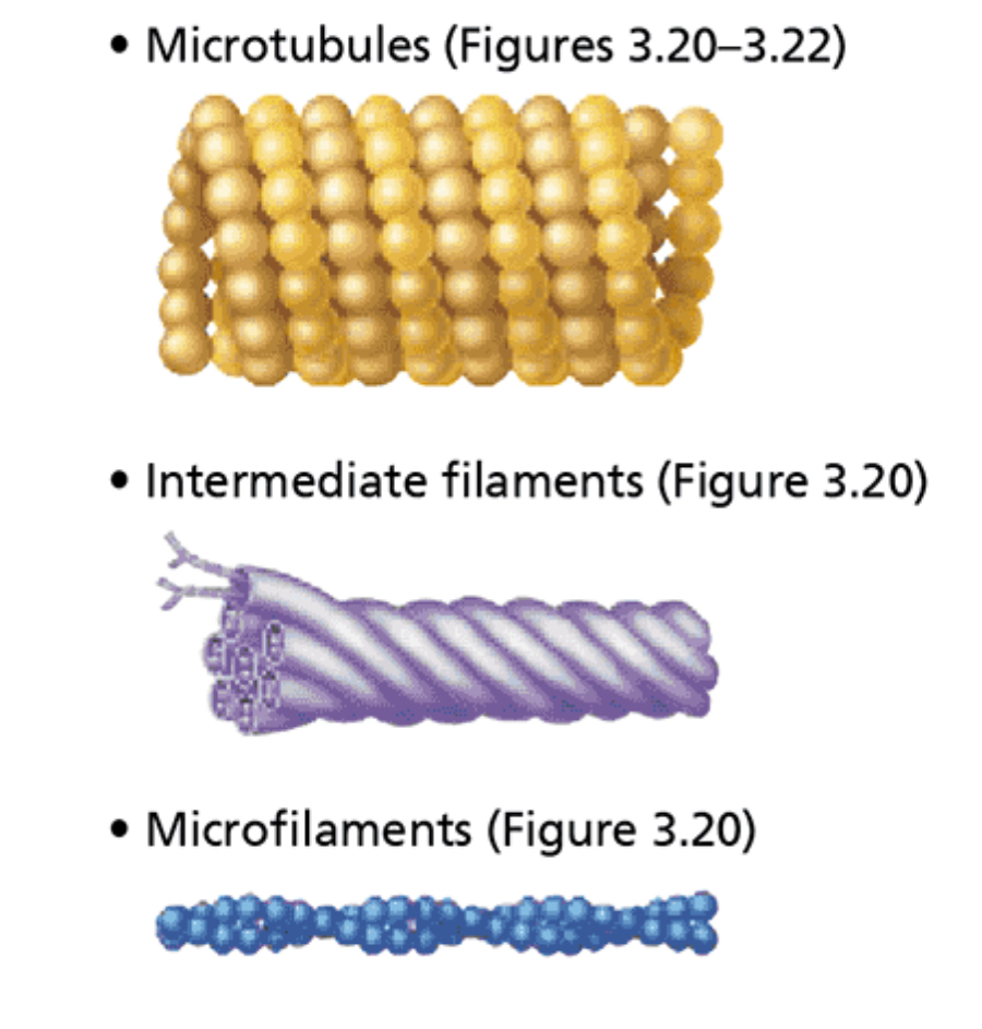 <p>Structure: Elaborate network of rods (microfilaments, intermediate filaments, and microtubules) running through cytosol and hundreds of accessory proteins that link these rods to other cell structures</p><p>Function: Acts as cell’s “bones,” “muscles,” and “ligaments” by supporting cell structure and providing machinery to generate various cell movements.</p>