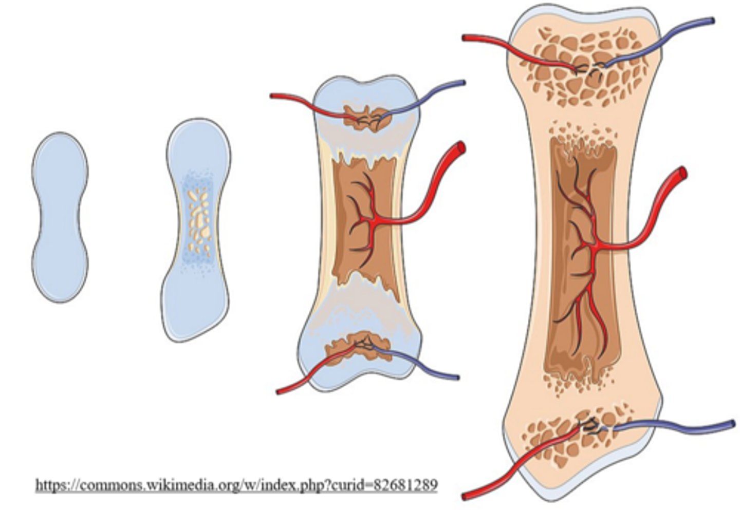 <p>endochondral ossification</p>