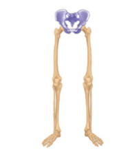 <p>Name this part of the appendicular skeleton</p>