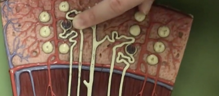 <p>Description: Tube between glomerulus and loop of henle</p><p>Function: Where water, glucose, salts, and amino acids get reabsorbed to the capillaries</p>