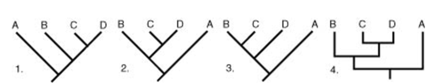 of the cladograms shown below, which one shows a different evolutionary history from the others?