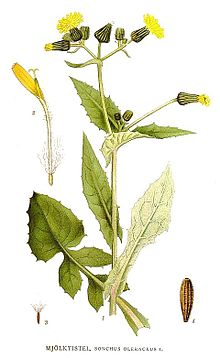 <p><em>Asteraceae</em></p><p><em>Sonchus oleraceus -</em> mléč zelinný</p>
