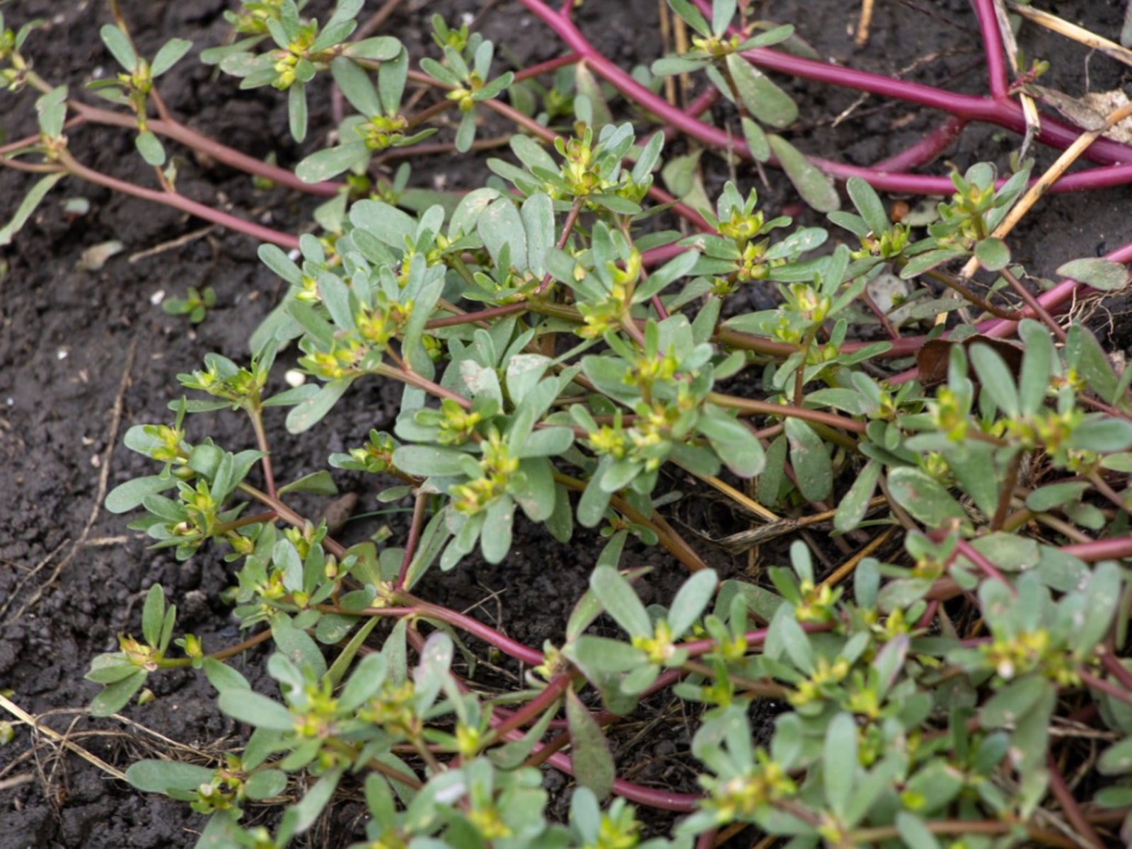 <p>What weed is this?</p>