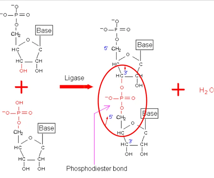 <p>bond on 5’ b/w 3’ and phosphate</p>
