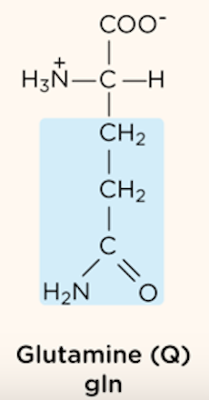 <p>polar, uncharged R group</p>