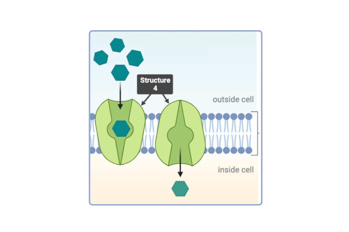 <p>Which statement(s) accurately describe <strong>Structure 4</strong>? Select <strong>all</strong> that apply.</p><ul><li><p><span>a. This structure is a phospholipid.</span></p><p></p></li><li><p><span>b. This structure is a phospholipid bilayer.</span></p><p></p></li><li><p><span>c. This structure is a protein. &nbsp;</span></p><p></p></li><li><p><span>d. This structure is a channel protein.</span></p><p></p></li><li><p><span>e. This structure is a carrier protein. &nbsp;</span></p></li></ul><p></p>
