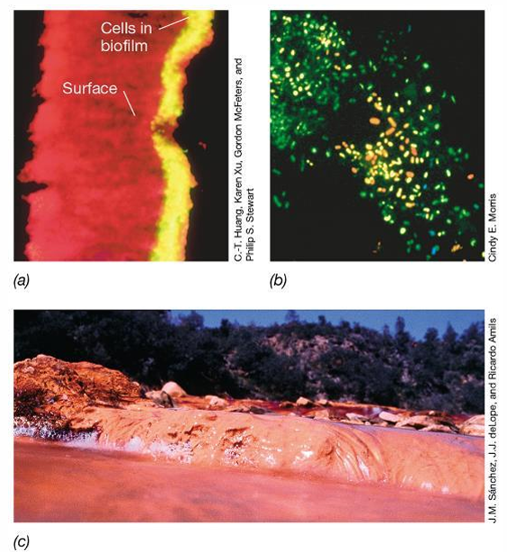 <p>What are the features that distinguish biofilm populations from their planktonic counterparts?</p>