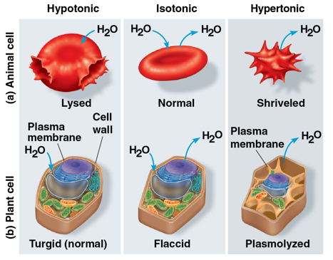 <p>the ability of a surrounding solution to cause a cell to gain or lose water</p><ul><li><p>depends on the concentration of solutes in the solution that cannot cross the membrane, relative to that inside the cell</p></li><li><p>if a solution has a higher concentration of solutes than inside the cell, water will tend to leave the cell, and vice versa</p></li></ul><p></p>