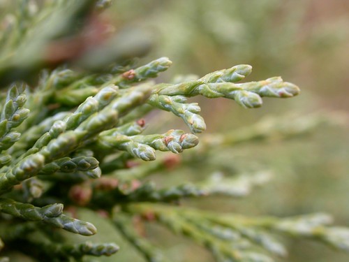 (Juniperus scopulorum)