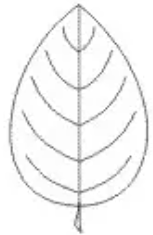 <p>outline</p>