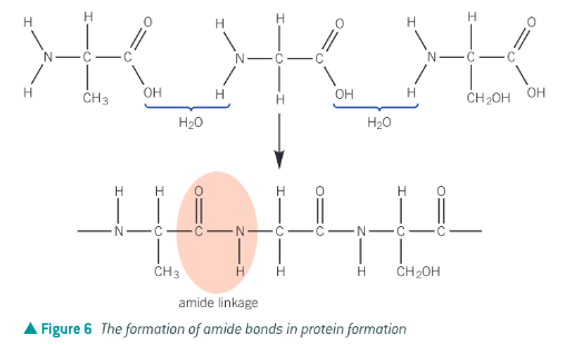 <p>amino acids contain both an amine group and a carboxylic acid group. Amino acids undergo condensation polymerisation to form polypeptides or proteins. A polypeptide contains many amino acids linked together by amide bonds. When an amide bond is formed water is lost</p>