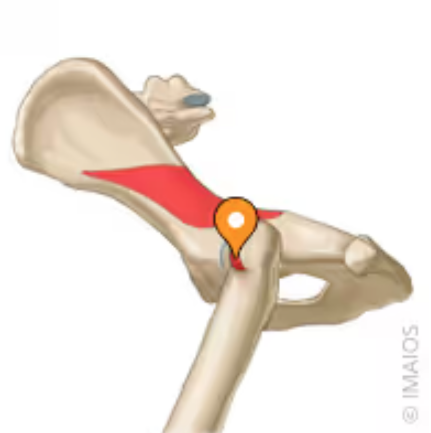 <p>The deepest muscle of the gluteal region, located beneath the gluteus medius. It originates from the ilium and ischiatic spine and insterts on the greater trochanter of teh femur Primarily functions in extending and abduction the hip joint</p>