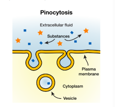 <p>“cellular drinking”</p><ul><li><p>constituve (always on)</p></li><li><p>ingest parts of membrane w fluid that has small particles in it</p></li><li><p>balances fluid loss in exocytosis</p></li><li><p>Feeds lysosomes</p></li></ul><p></p>