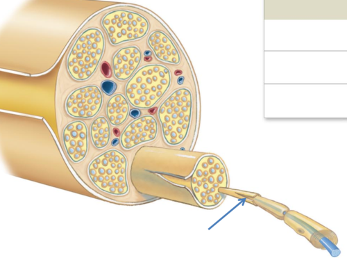 <p>Layer of connective tissue that surrounds a single neuron</p>