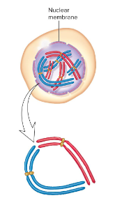 <p>In this stage of prophase 1 in meiosis, the replicated chromosomes condense and the centrosomes begin to expand.</p>