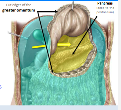 <p>Posterior to → Stomach &amp; greater omentum</p><p>Anterior to → Parietal peritoneum &amp; pancreas</p><p>(yellow = lesser sac)</p>