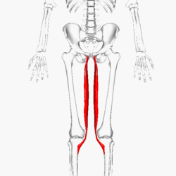 <p><span>a slender superficial muscle of the inner thigh</span></p>