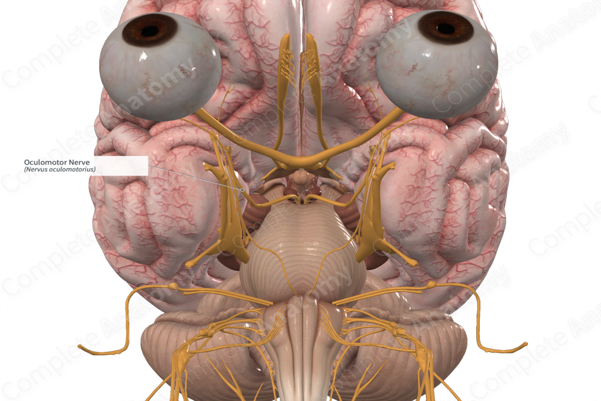 <p>Controlling several muscles that move the eye and eyelid, as well as regulating pupil size and lens shape</p>