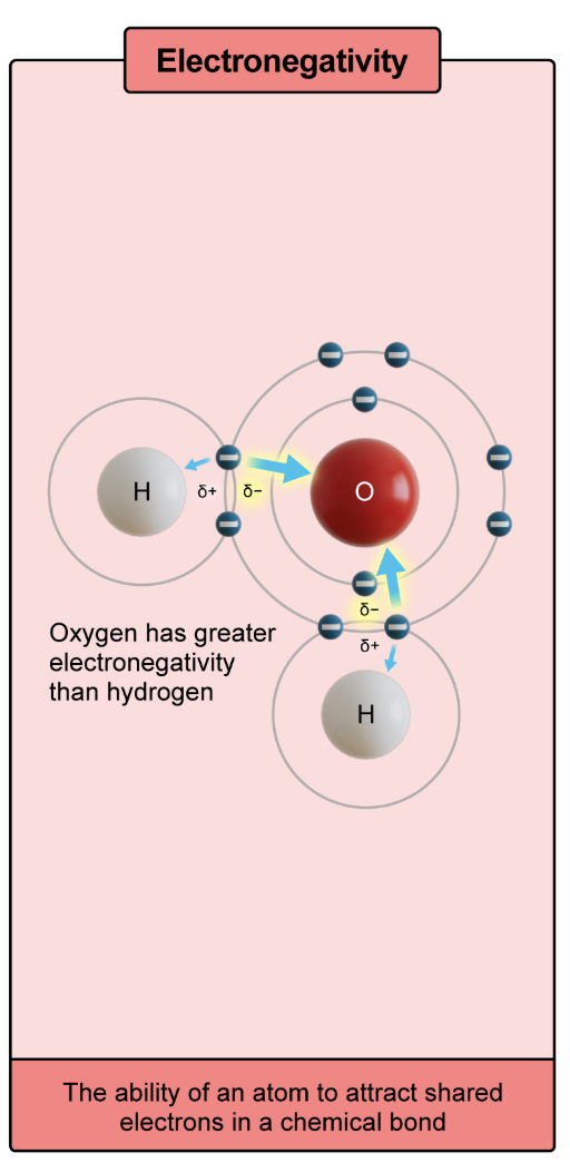 <p>the ability of an atom to attract shared electrons in a chemical bond</p>