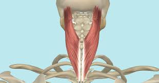 <p>What is this muscle </p>