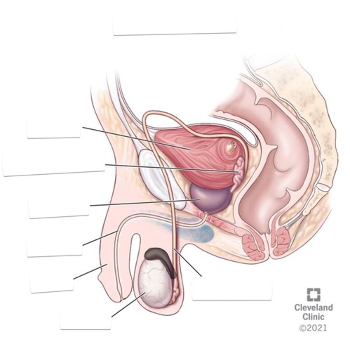 <p>Structure on top of the testes</p>