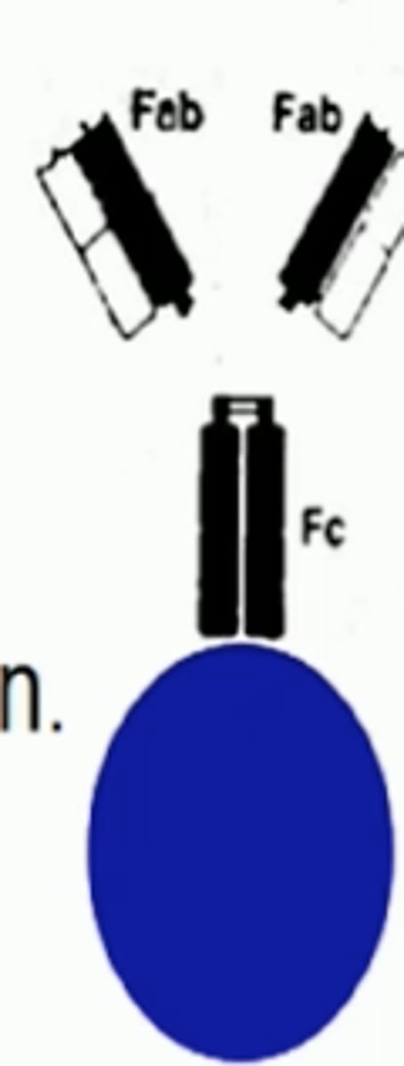 <p>virulence factor used by some bacteria to bind to the Fc portion of antibodies to prevent phagocytosis by the immune response</p>