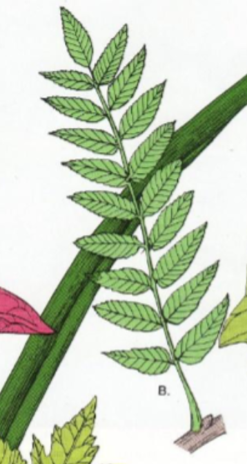 <p>Flere småblader festet på hver side av en hovednerve</p><p>Ligner en fjær i oppbygning</p><p>Eks: Roseblad</p>