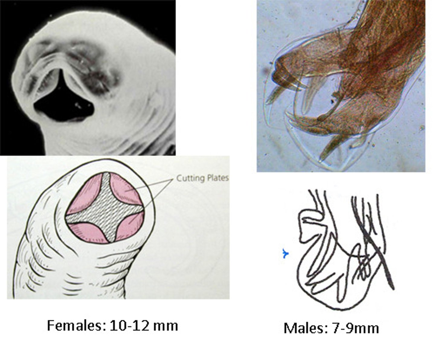 knowt flashcard image