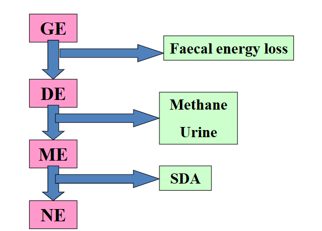 <p><span style="color: #000000"> all of the dietary energy available to the animal when the costs of digestion, metabolism & wastage have been accounted for </span></p><p><span style="color: #000000">Thermic energy loss must be subtracted from the</span><span style="color: #000000"><br></span><span style="color: #000000">ME to give the Net Energy (NE) of foods</span></p>