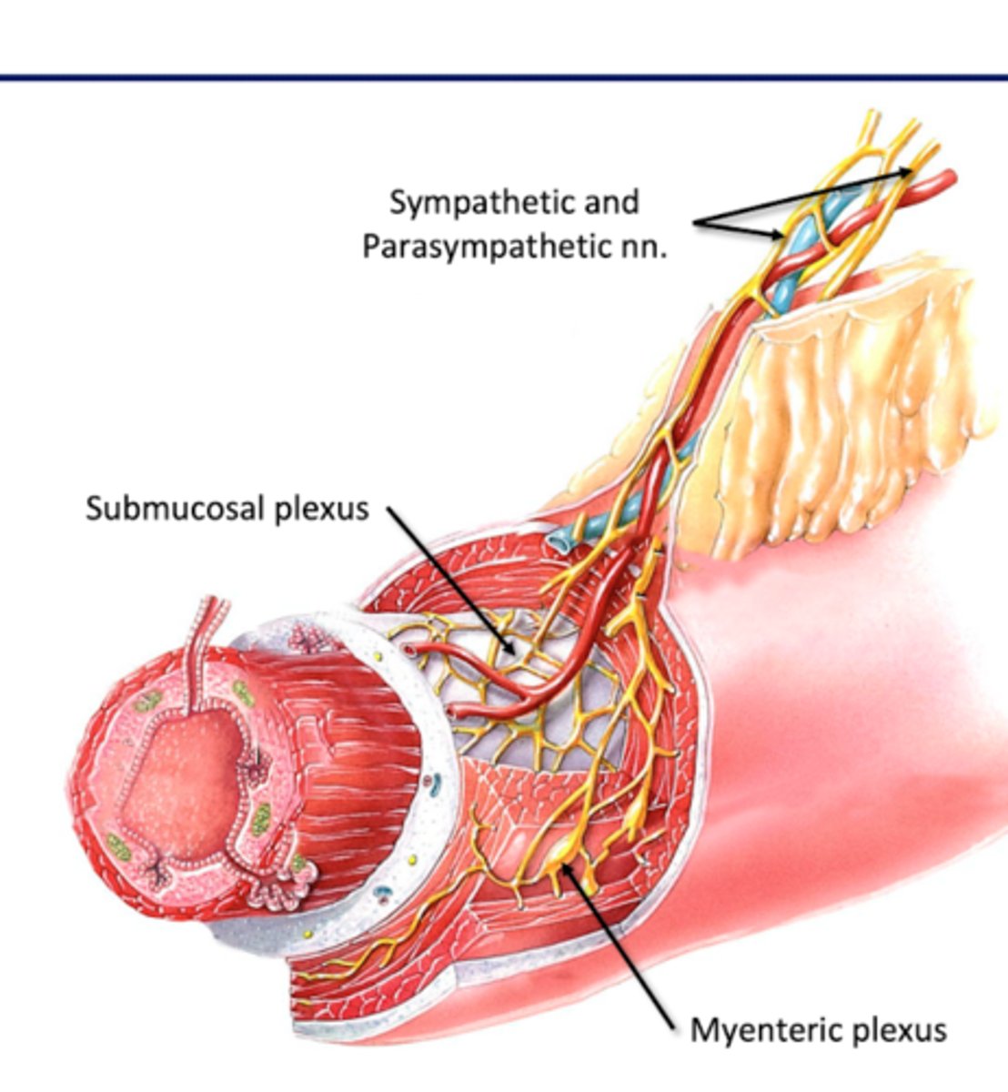 <p>-neurons located in gut</p><p>-innervate digestive organs</p><p>Autonomic Motor</p><p>-sympathetic and parasympathetic nervous system</p><p>Visceral Sensory</p>