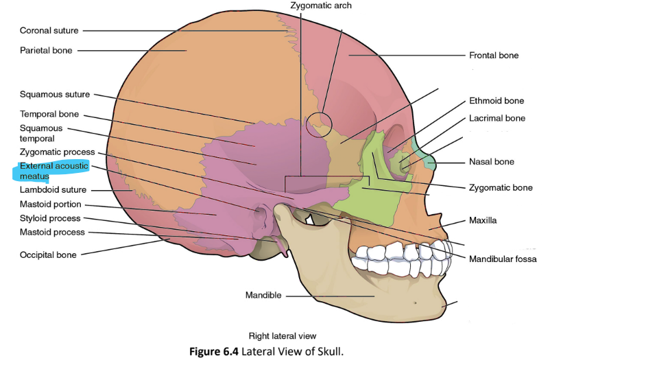 <p>external acoustic meatus</p>