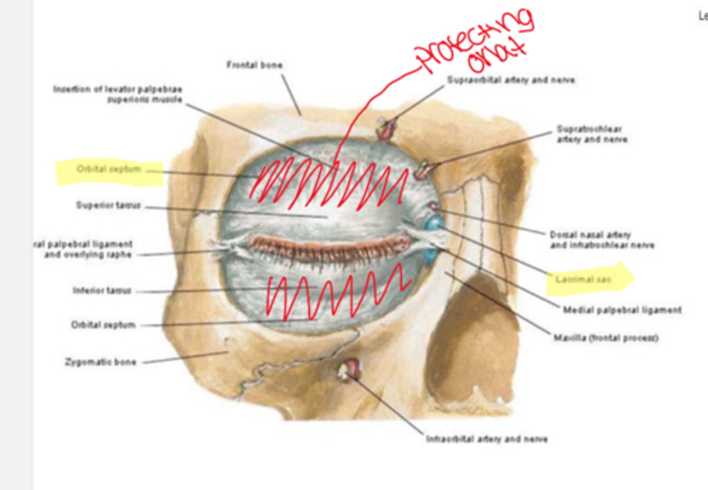 <p>sheet of dense connective tissue that extends the rim of the orbit to the tarsal plate . keeps orbital fat in place</p><p>-prevents facial, eyelid, nasolacrimal system infections from entering the orbit</p>