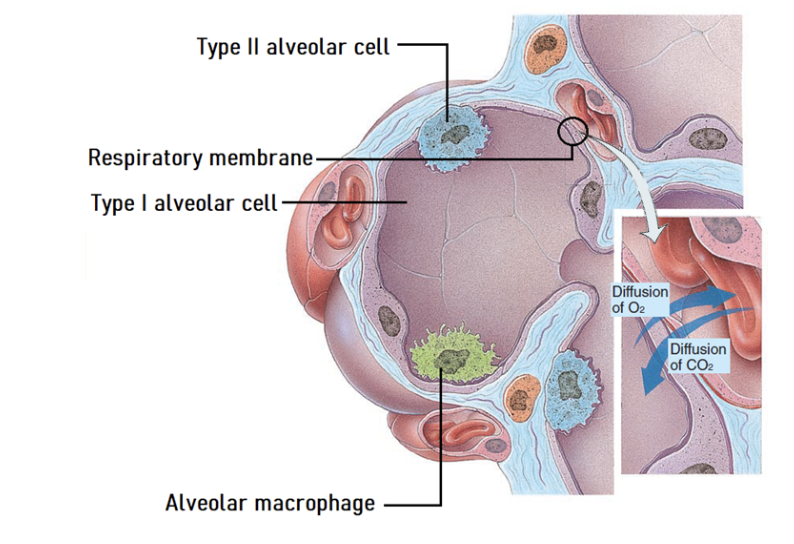 <p>-Less numerous and are scattered around the type 1 cells </p><p>-They are cuboidal epithelial cells that secrete fluid containing a substance called surfactant, which helps lungs to inflate by reducing surface tension</p>